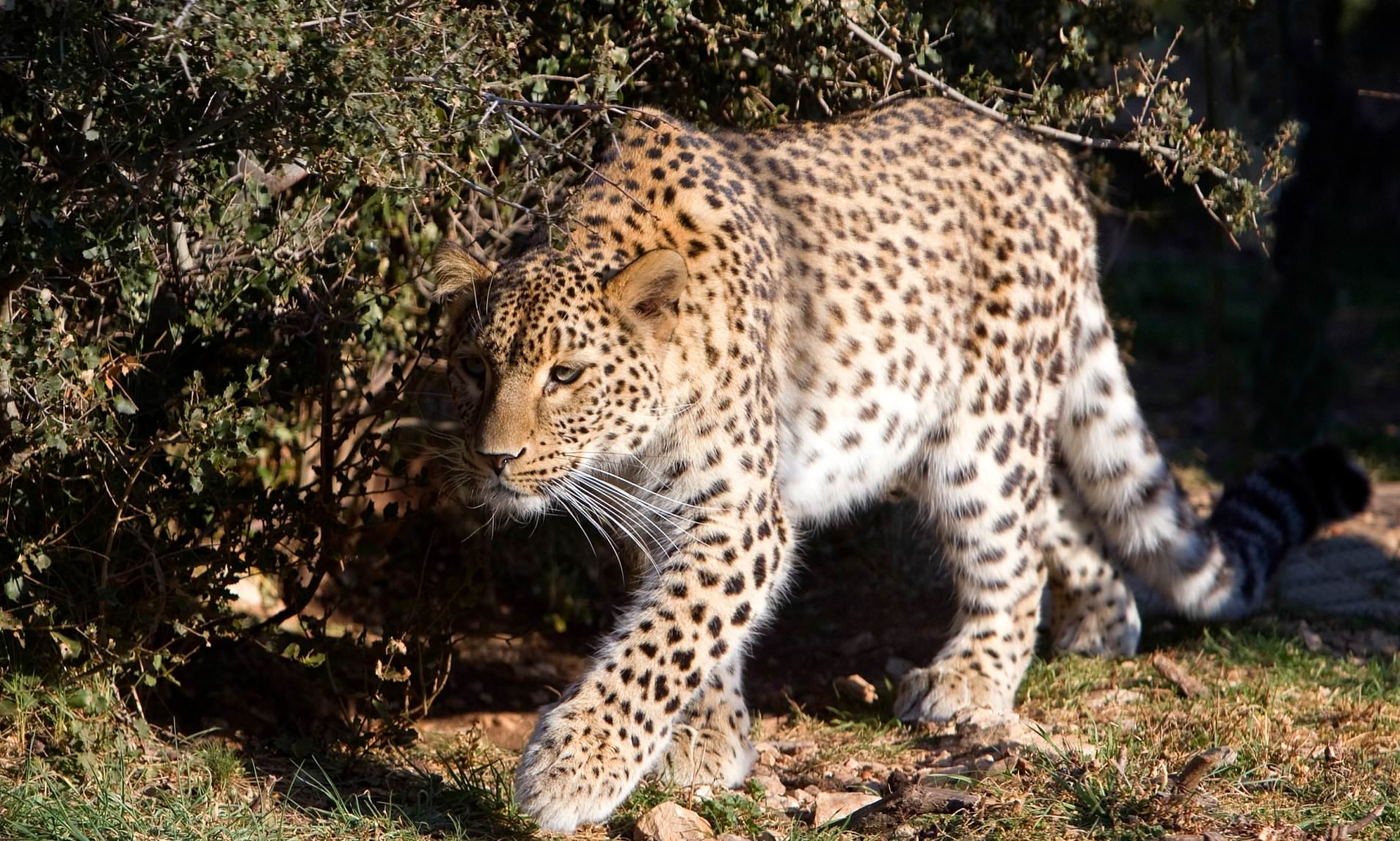 Leopard attacks baby girl, drags granddaughter in front of grandparents; Keep shouting for rescue