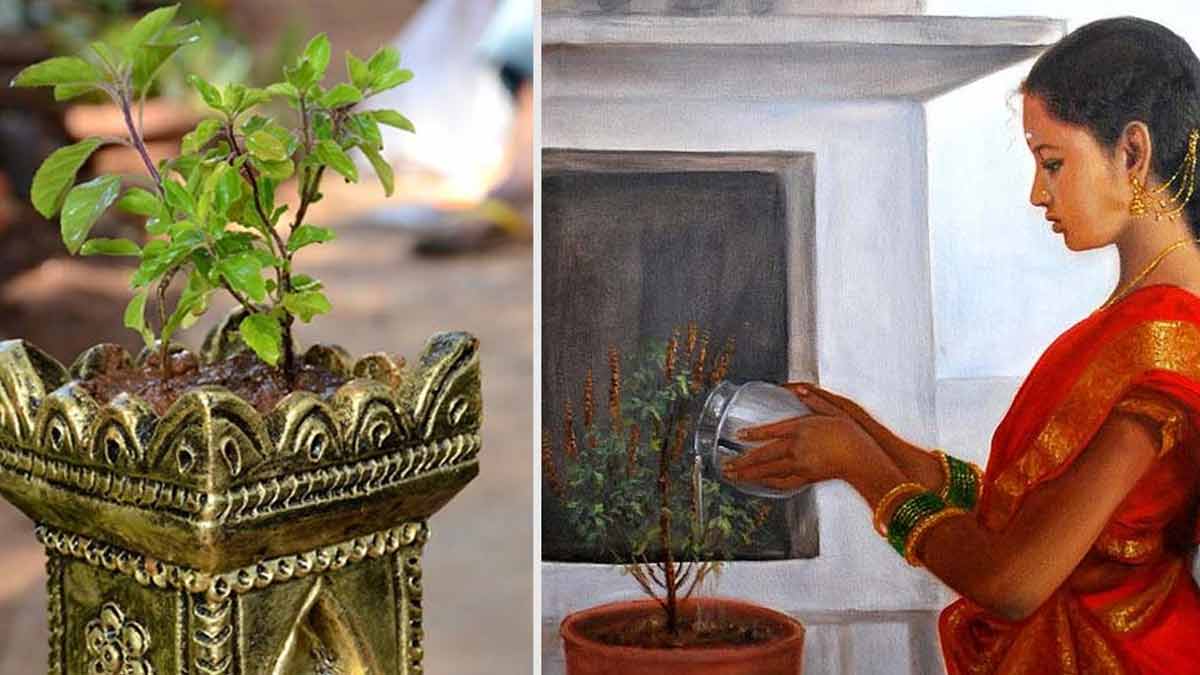 Before offering water to Tulsi, keep this in mind! If you don't pay attention, you won't get benefit