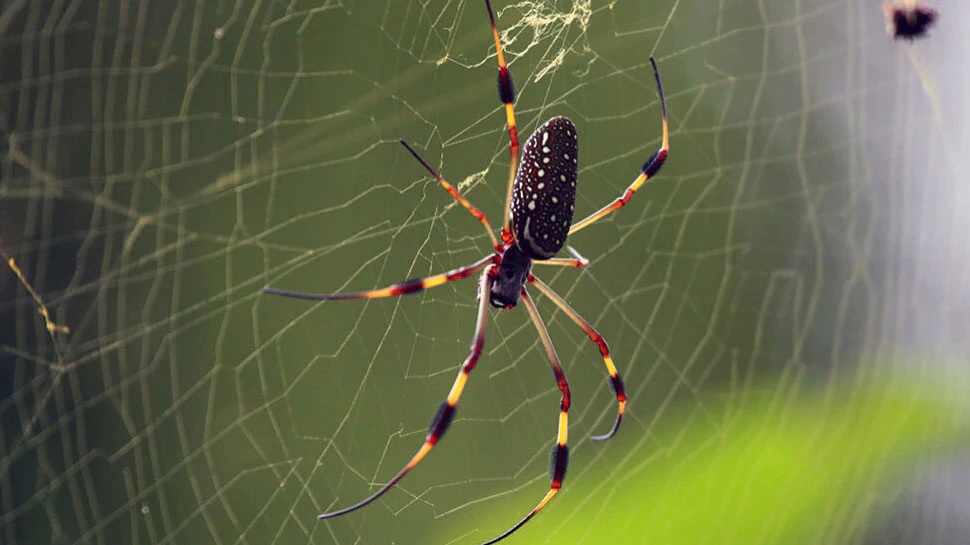 If there are spider webs in the house, clean them immediately, otherwise serious damage may occur