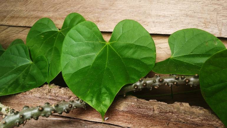 Benefits of Giloy: Along with boosting immunity, consumption of Giloy is effective in these 6 problems