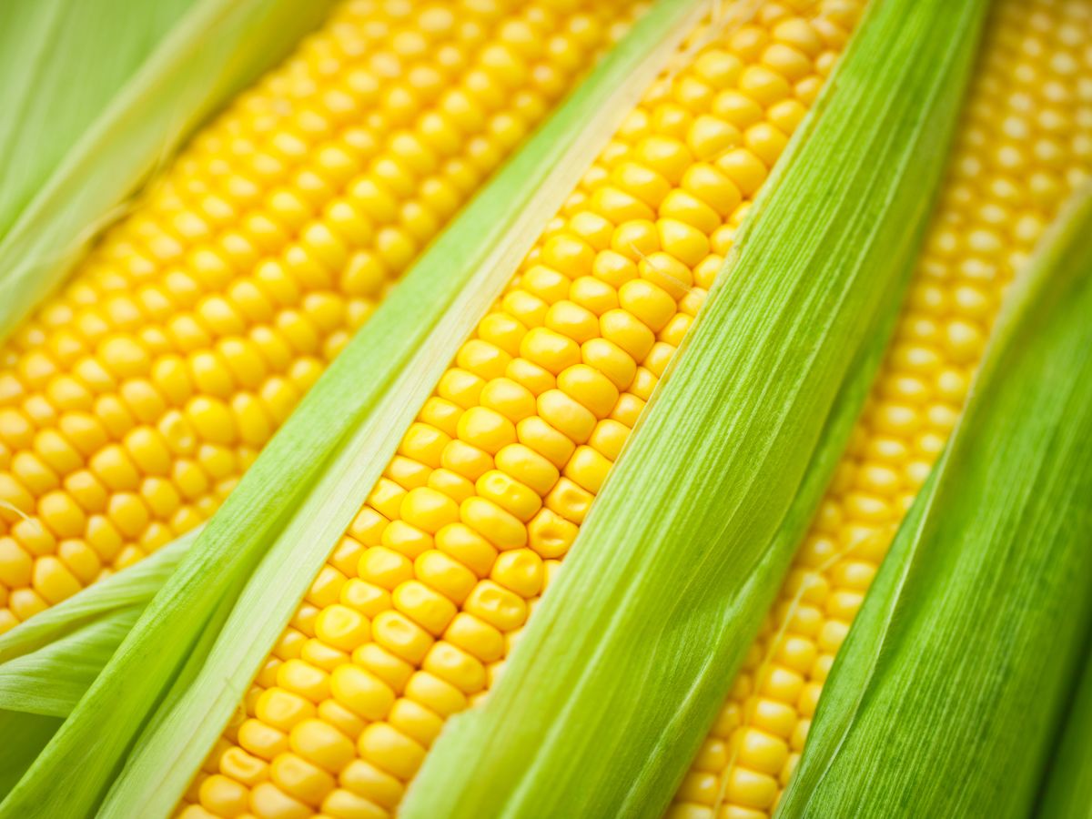 Benefits of corn: From diabetes to cholesterol, corn is very helpful, know its 6 benefits