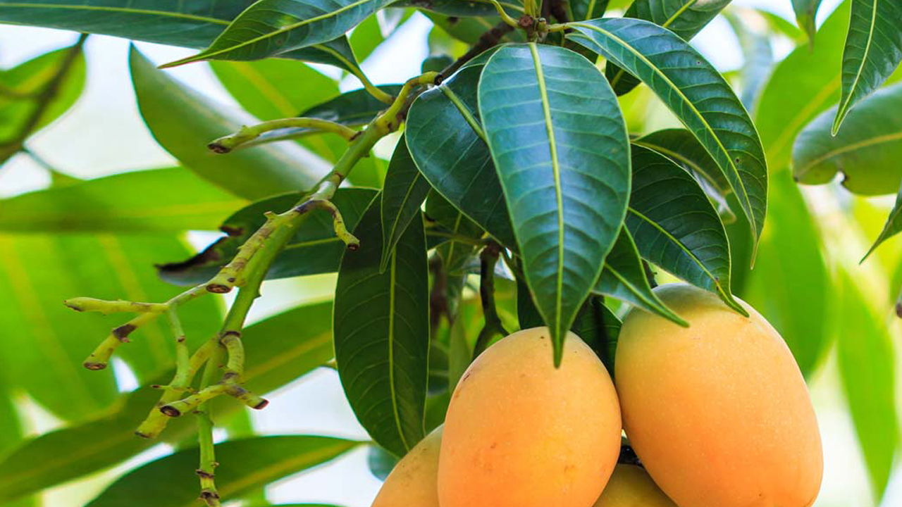 You will be surprised to know the benefits of mango leaves: Know how it will be useful in diabetes and high BP