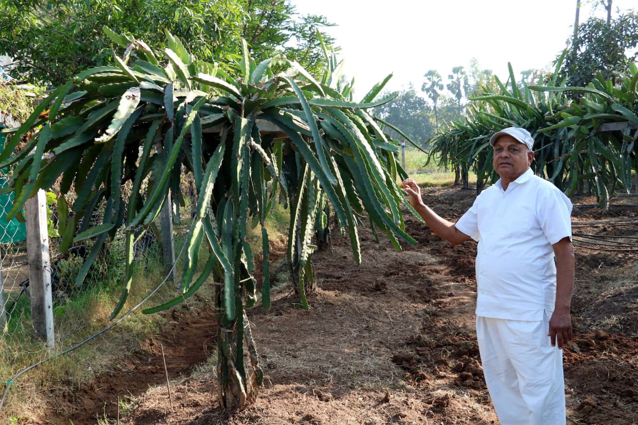 ravjibhai-patel-farmer-of-nani-dumali-giving-the-message-of-environmental-protection-by-natural-cultivation-of-kamalam-fruit