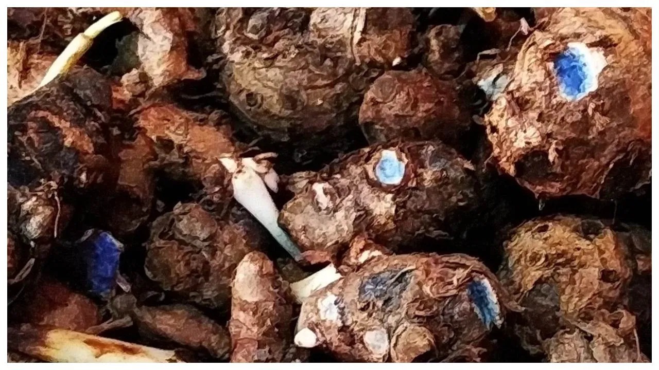 Black turmeric is rich in medicinal properties and will provide relief from these diseases