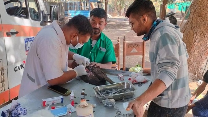 On the first day in Vadodara, Helpline No. 1962 treated 19 birds injured by kite strings.