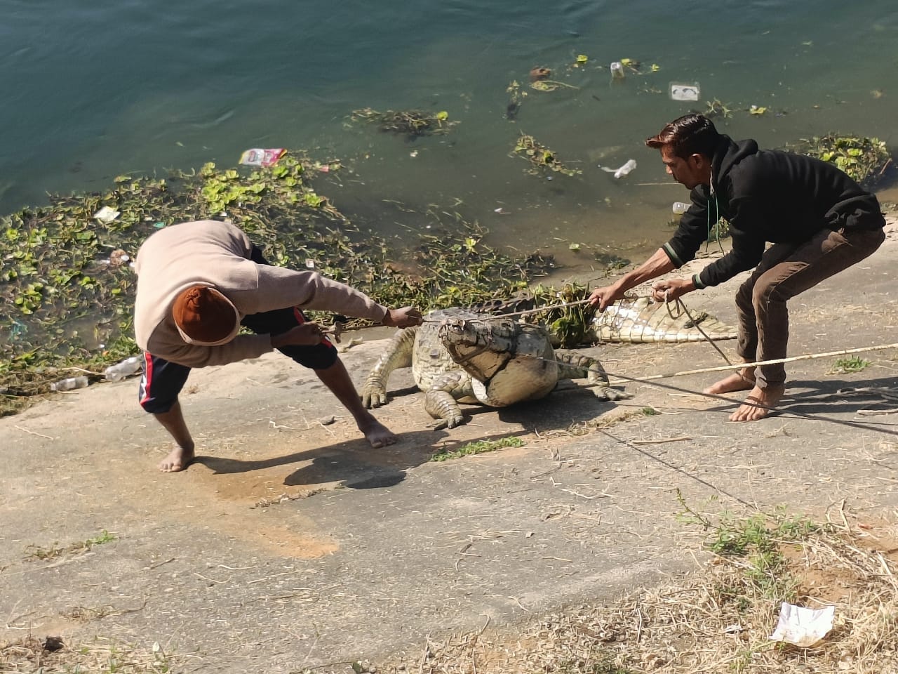 A 10-foot sick crocodile was rescued and treated from the Narmada Canal passing near the thermal.