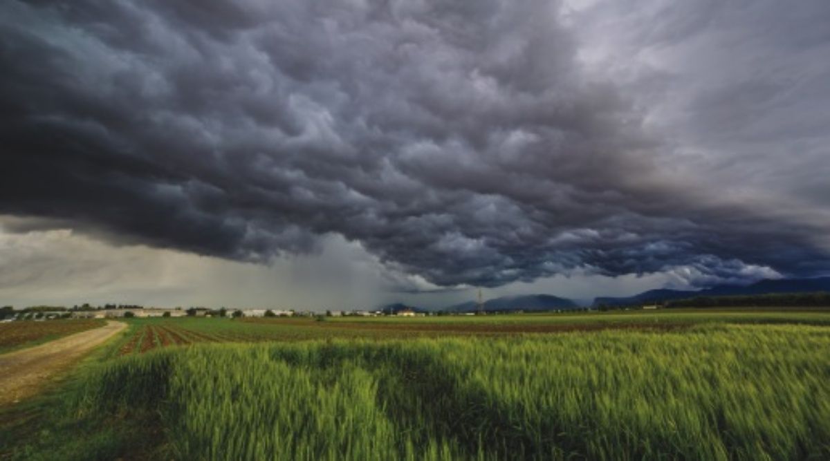 What to do if the farmers find the possibility of unseasonal rains, rains and cloudy weather