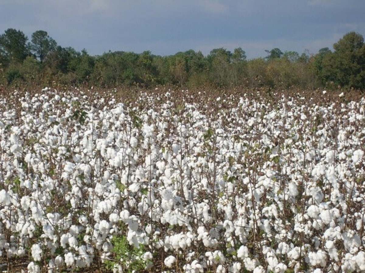 Due to unseasonal rains in Gujarat, crops including cotton were severely damaged