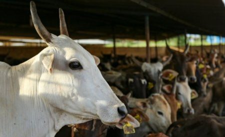 Know what the local court of Tapi gave on the issue of cow trafficking