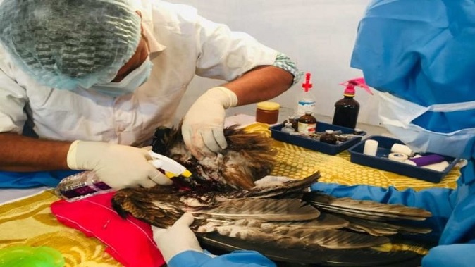 on-both-days-of-landing-the-organization-saved-the-lives-of-thousands-of-injured-birds-by-performing-an-operation-at-selfless-cost