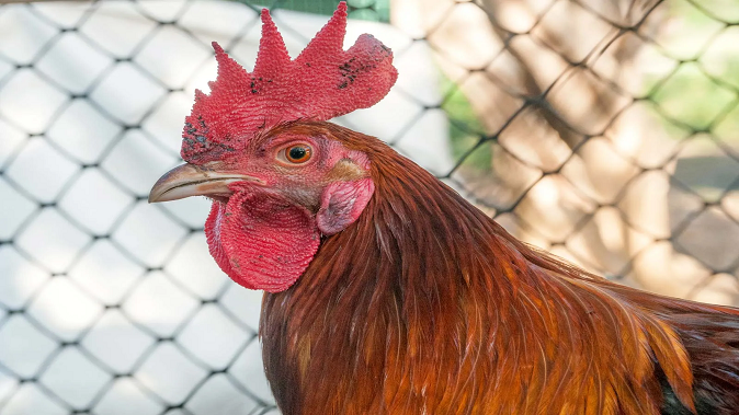 OMG: This chicken from Maharashtra drinks alcohol everyday instead of water