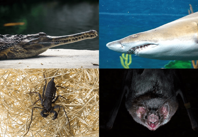  these-5-scary-and-creepy-animals-are-harmless-for-humans