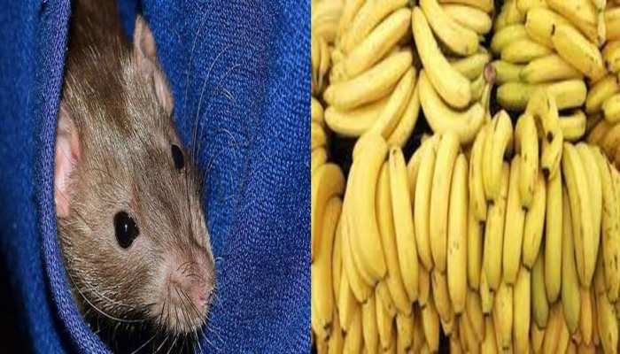  rats-are-afraid-of-getting-the-smell-of-bananas-they-get-tensed