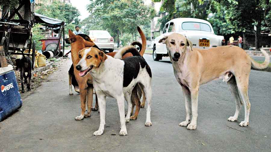 stray-dogs-mauled-innocent-two-year-old-girl-died-during-treatment