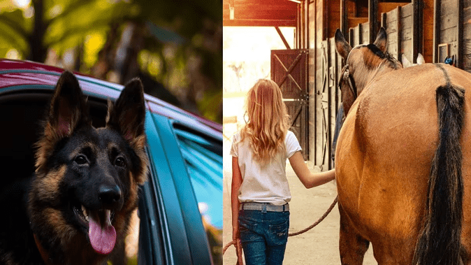 Get hanged for horse theft! Now there is a strange rule for dogs, if you put your head out of the car window...