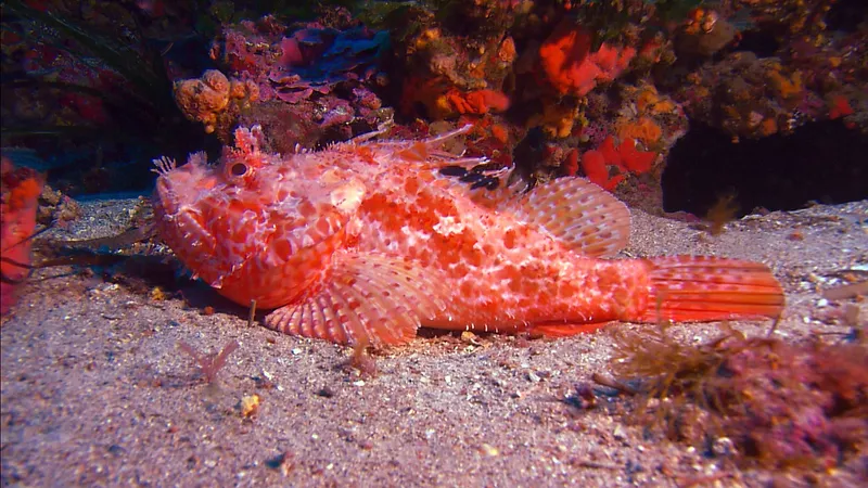 This poisonous fish changes color like a lizard, if bitten, a person becomes paralyzed