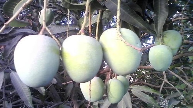 due-to-global-warming-and-frequent-rains-will-the-taste-of-mango-russets-deteriorate-this-year