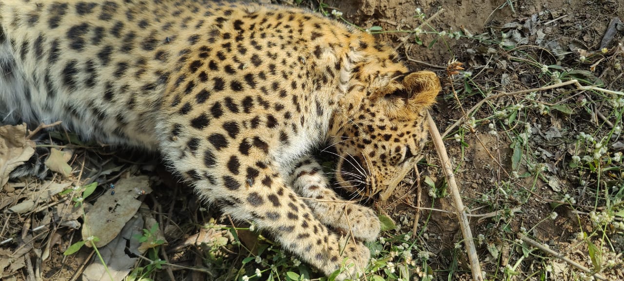 death-of-a-leopard-caught-in-a-porcupines-snare