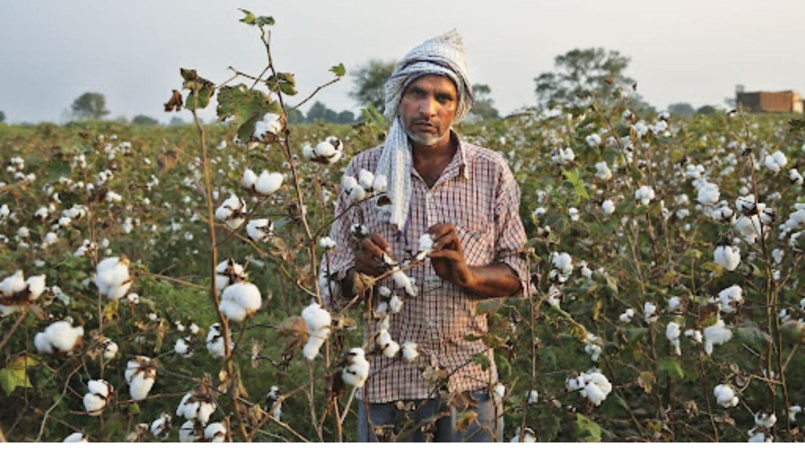 It is the turn of the farmers to cry because the black business of white cotton is paying exorbitant prices