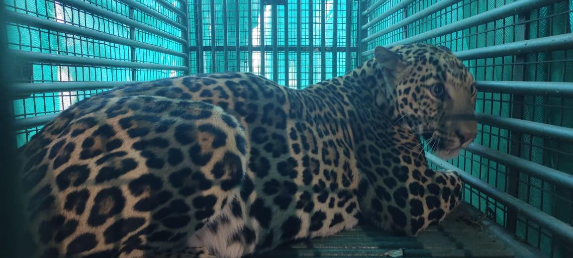 Relief to the people living in Chotaudepur Bodeli taluka, terrorized by leopard cages