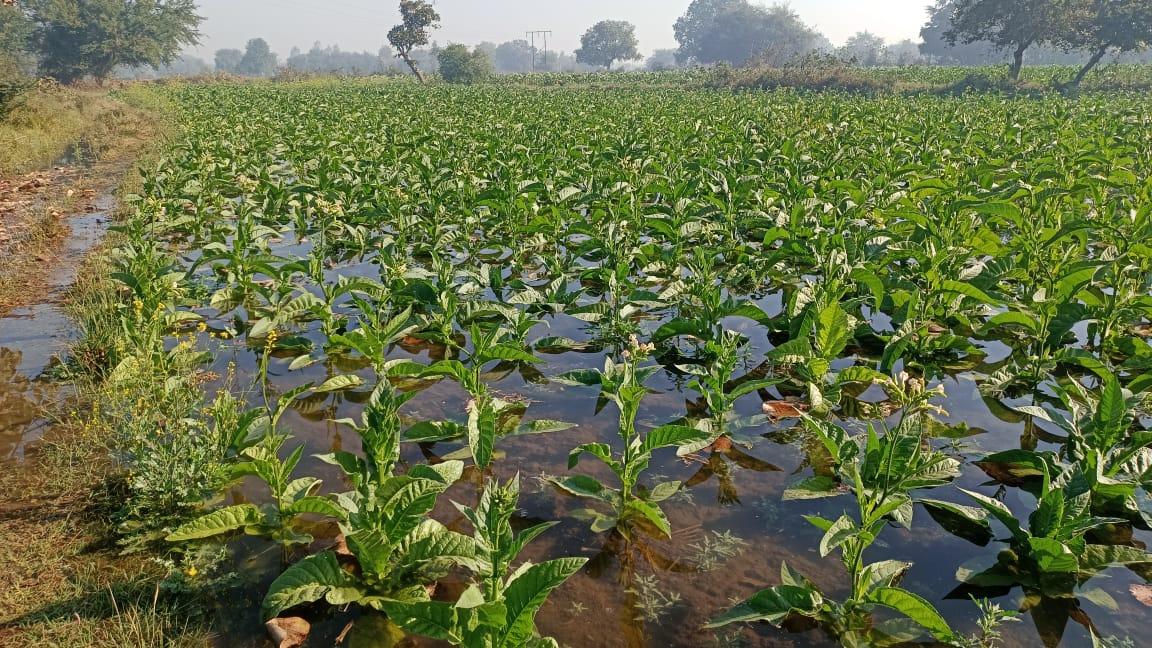 Sudden release of water in Sukkhi Bhat canal damages ready crops of farmers