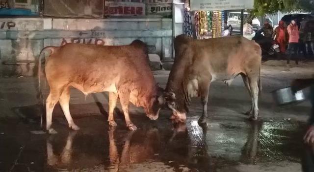 A stampede of bulls at the bus stand in Dahod caused a stampede among passengers