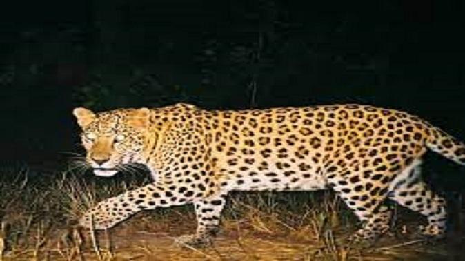 A leopard killed an animal in Godli village of Ghoghamba taluka