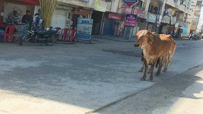 Halol no cattle box cow ate instead of box shopping and cows on the road