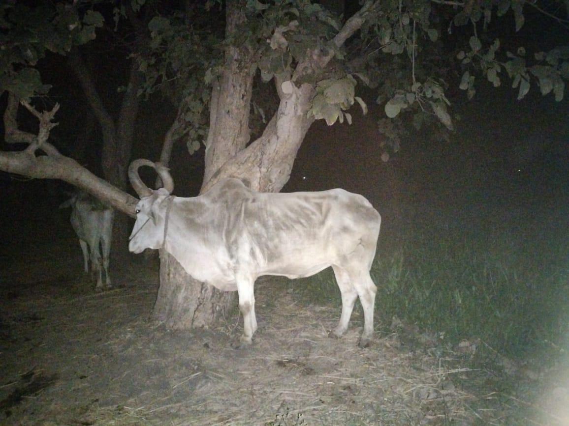 12 cows were saved from being slaughtered by Dabang PSI of Vejalpur