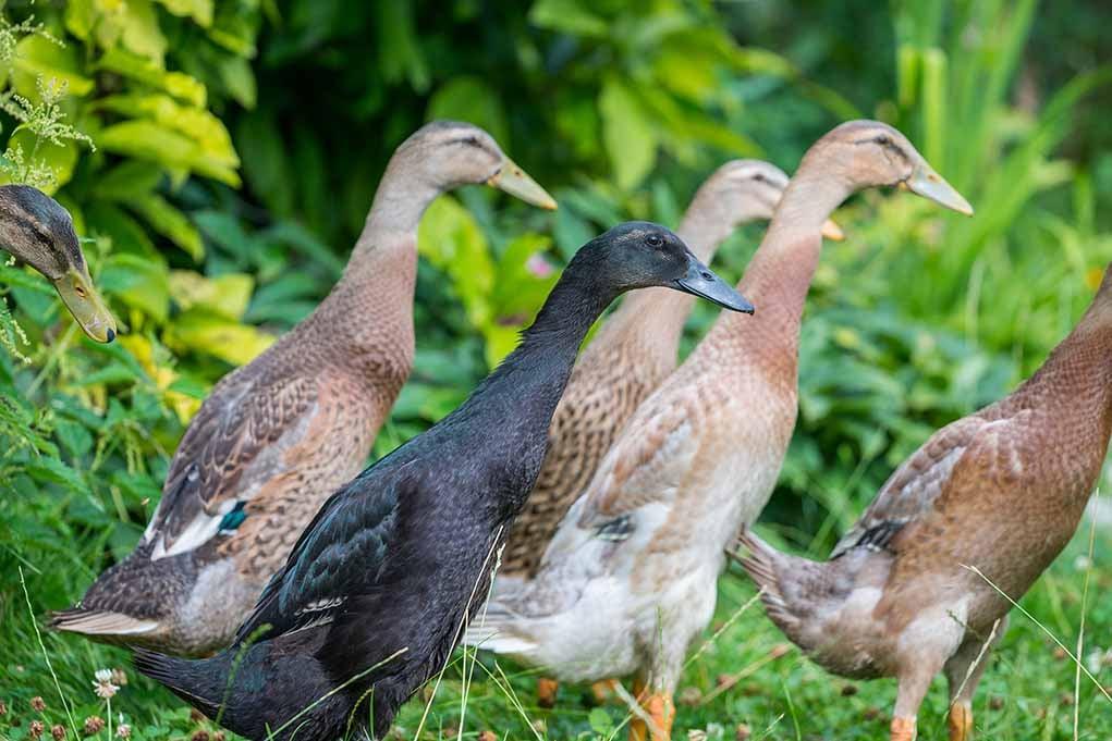  indian-runner-duck-that-walks-like-a-penguin