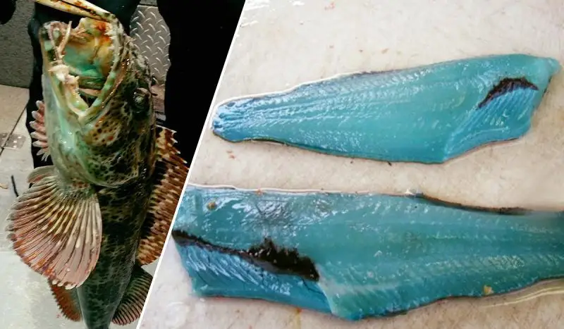 This strange fish lives at the bottom of the sea, its flesh is blue, it grows to the size of a man