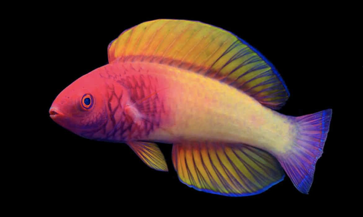 rainbow-fish- becomes-male-after-born-female