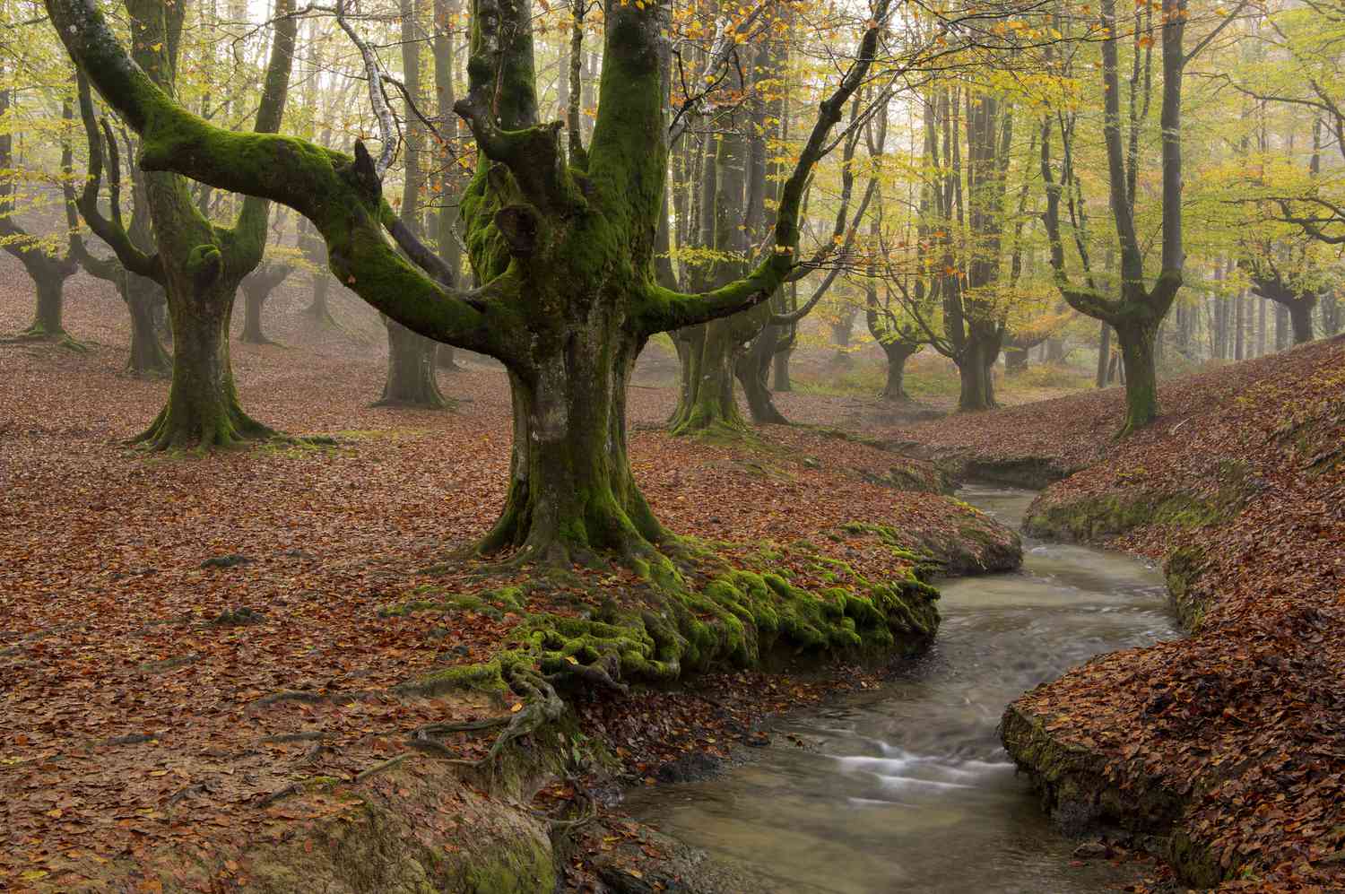 Do you know of a tree from which streams of water flow?