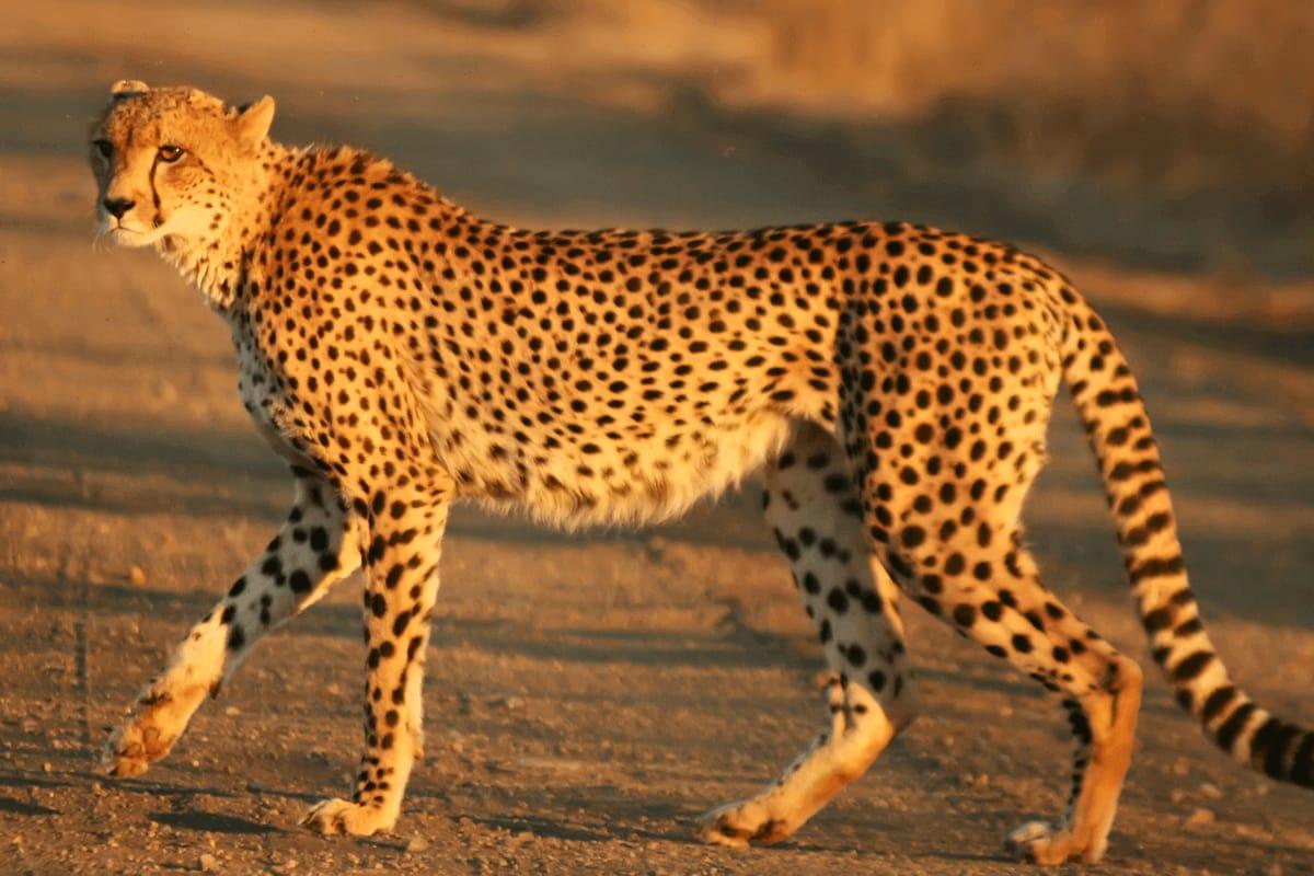 The Environment Ministry withdrew the extension of Project Cheetah Scientist, the official said