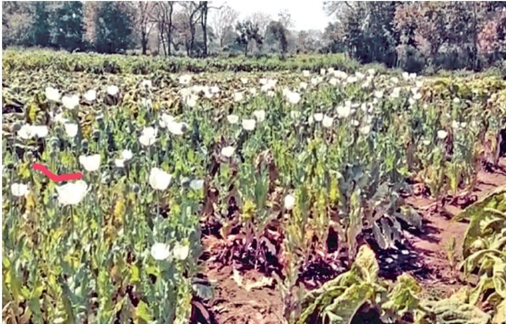 Opium cultivation was caught in Rampura area and 400 opium plants were seized