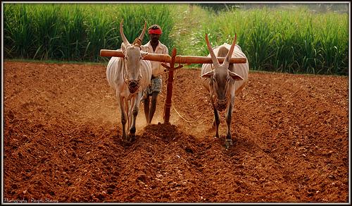 12000 per annum lured the farmer