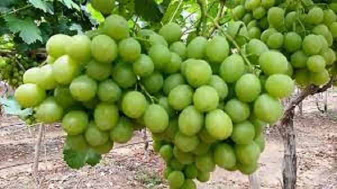 Before eating grapes, be careful using pesticides and organic fertilizers