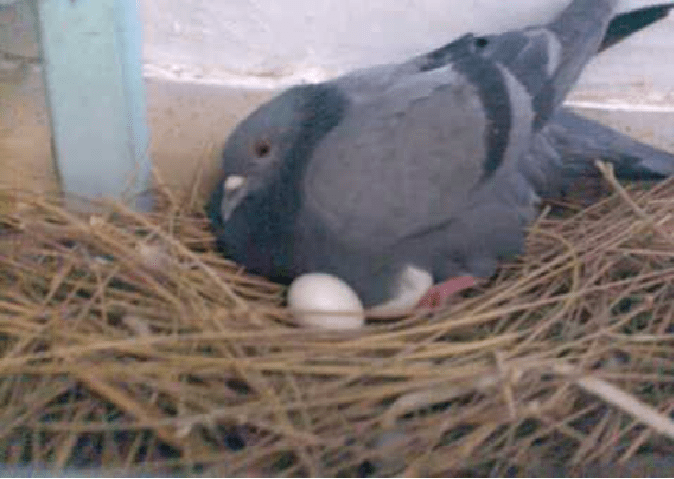 Pigeons make their nests in the house, so be careful, otherwise this hazard may occur