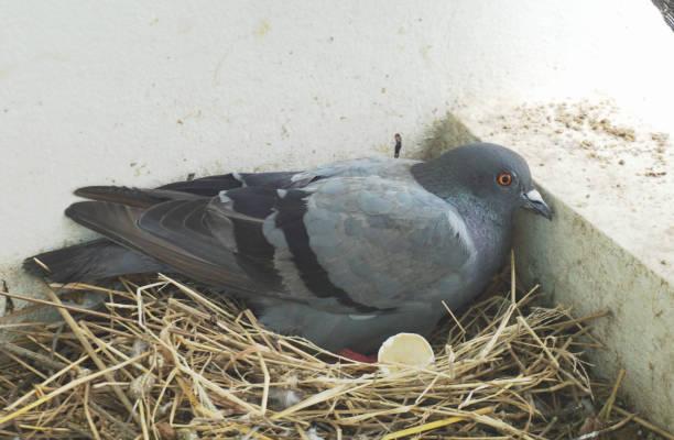 Pigeons make their nests in the house, so be careful, otherwise this hazard may occur