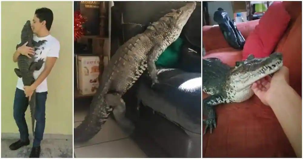 A man madly in love with a crocodile, even sleeps with it on the bed