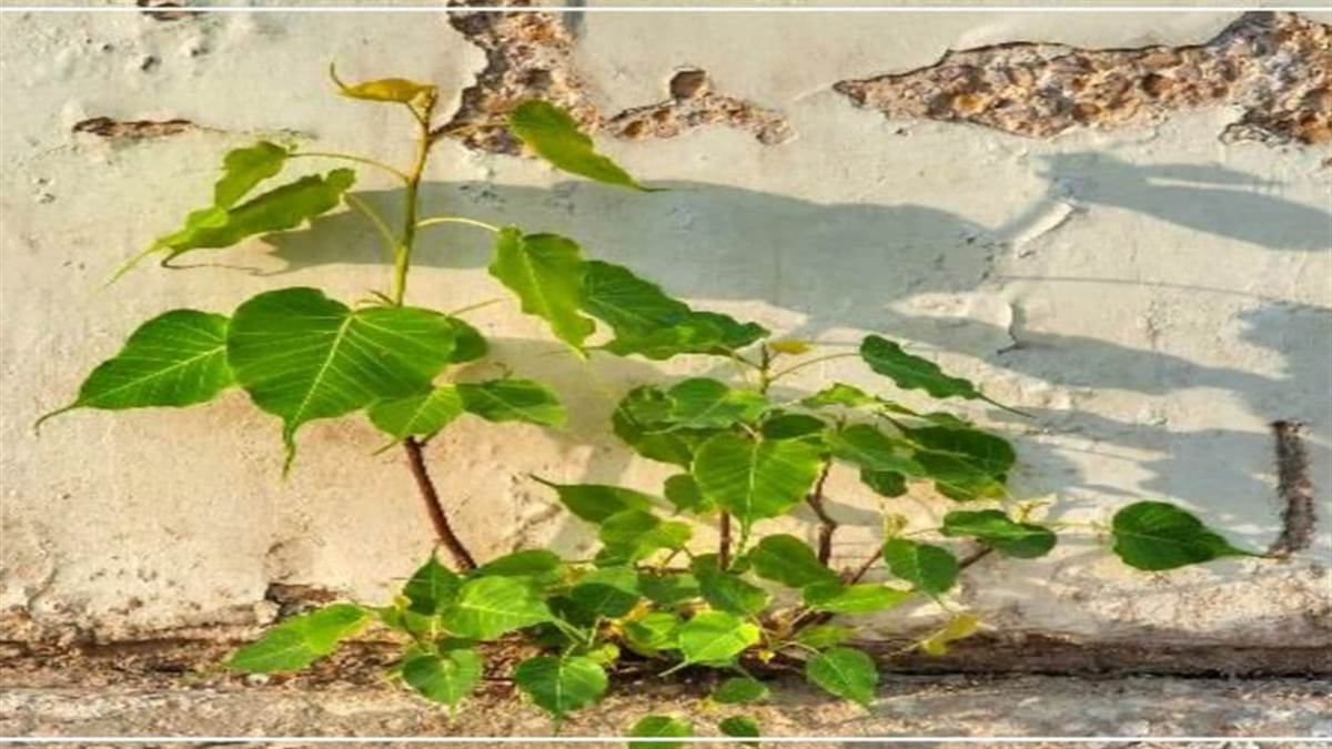 Peepal tree growing in houses is inauspicious, if it appears in your house, do this remedy immediately