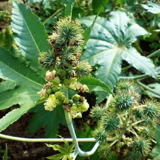 The world's most unique poisonous plant, in whose poison is hidden nectar for humans!