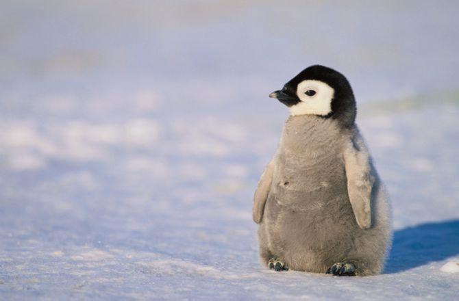 Penguin potty will avoid the doomsday! Scientists made a shocking revelation about this creature