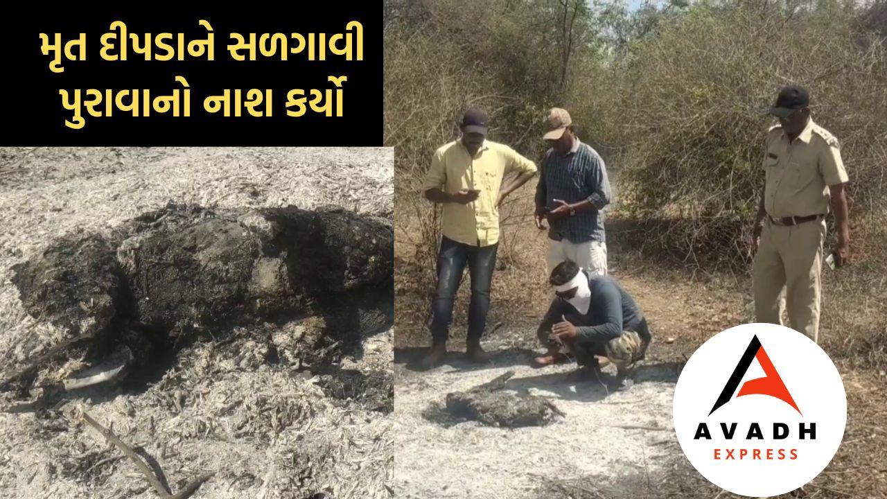 A leopard was found in a burnt condition. Did someone hunt it?