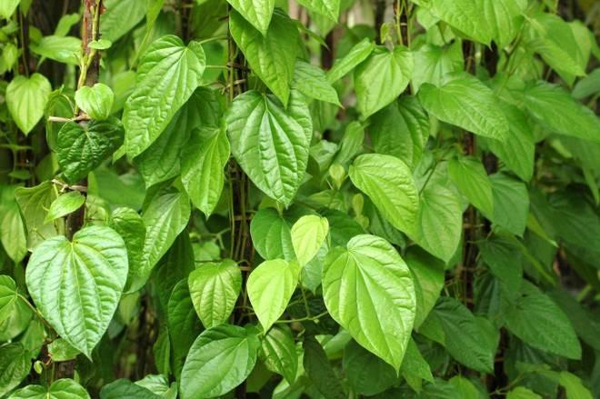 Astro Tips : Betel leaves and Pipla leaves can also change your luck, know how?