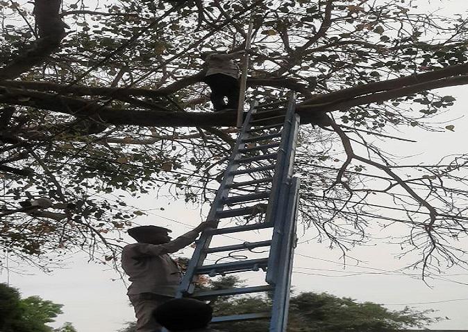 The Ramsagar lake was resected by trapping a falcon on a pipe tree