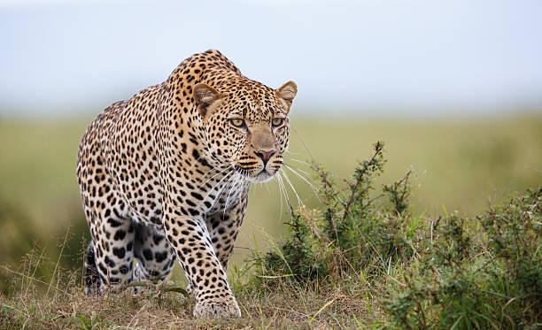 Leopards and lions attack a child in Jafarabad's Navi Jikadari village