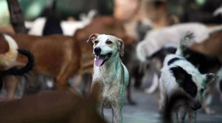 Terror of dogs! Mayor of Surat gave this statement when the girl was bitten