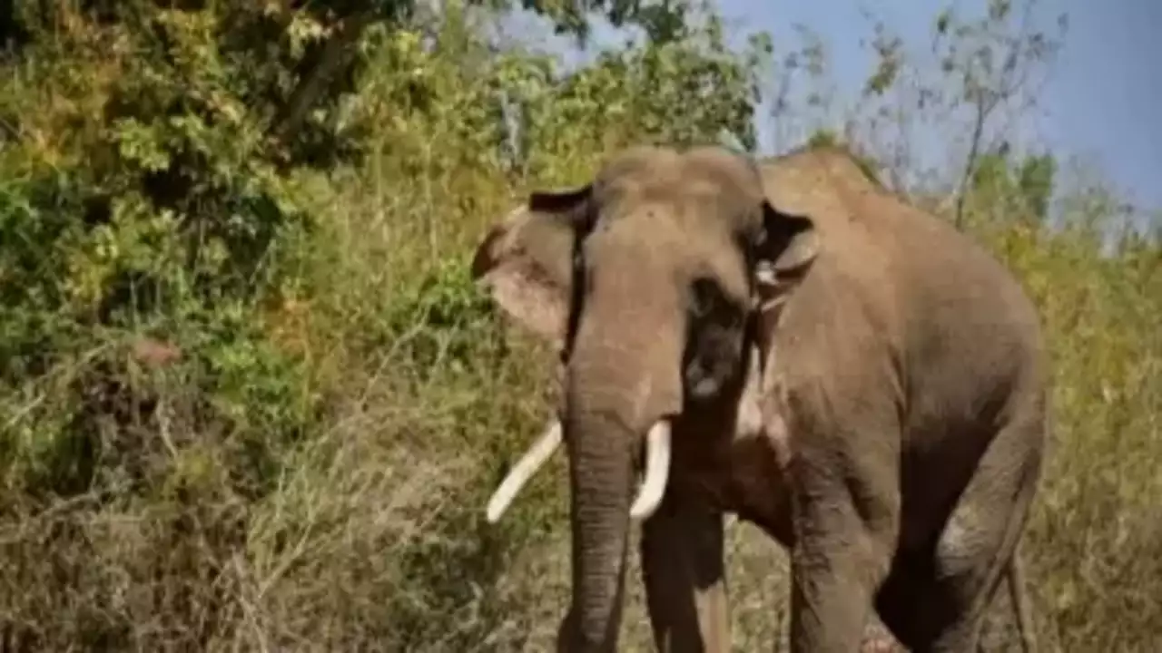 Elephant strikes terror in Erode district, tramples farmer working in sugarcane field to death