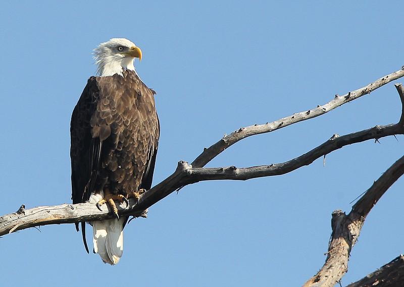 $5,000 reward sought for public's help in killing four bald eagles in Arkansas, USA